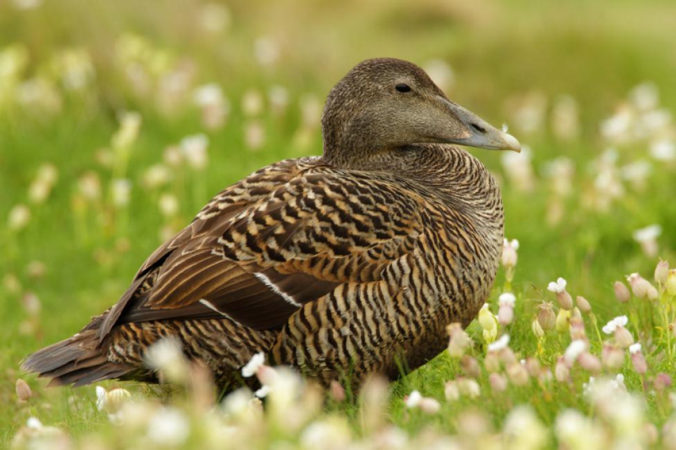 Eider común hembra  (Somateria mollissima)